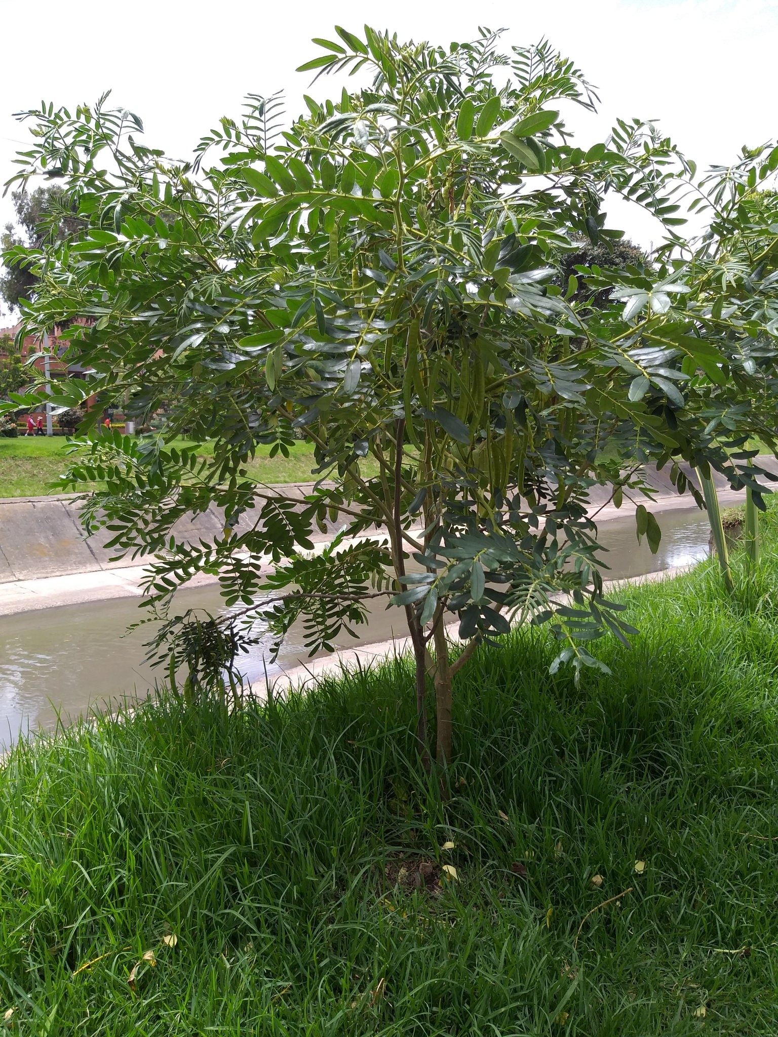 Senna multiglandulosa 